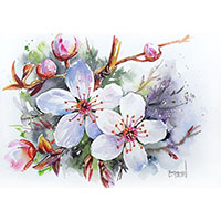 Fleurs de cerisier aquarelle Céline Dodeman