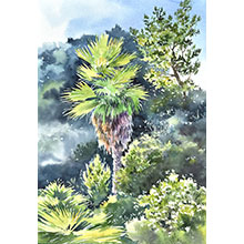 Végétation – Céline Dodeman aquarelle