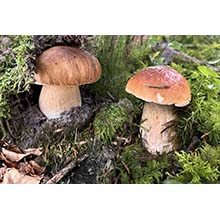 Champignons