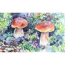 Champignons – aquarelle Céline Dodeman