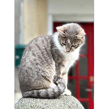 Chat – Céline Dodeman cours aquarelle