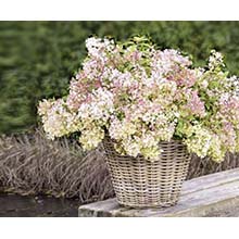 Panier hydrangea – Céline Dodeman cours aquarelle